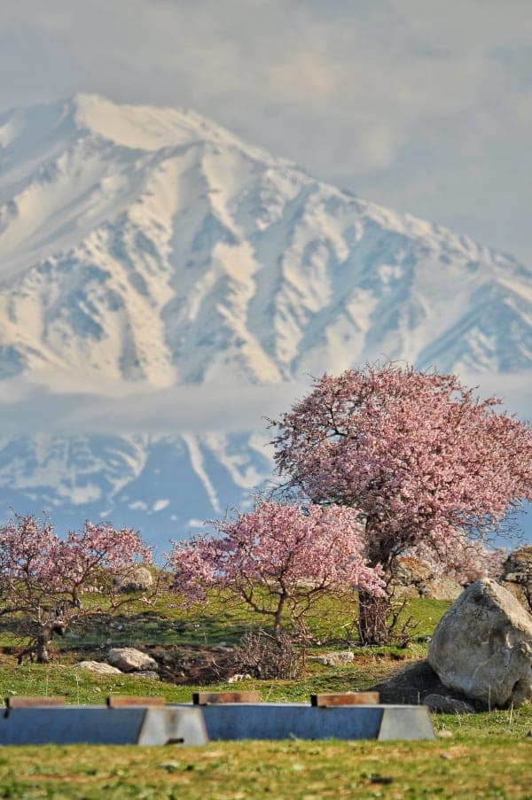 11 days Blossom Trip